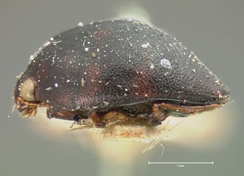 Media type: image;   Entomology 5971 Aspect: habitus lateral view